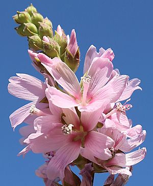 Sidalcea oregana ssp-spicata flowers