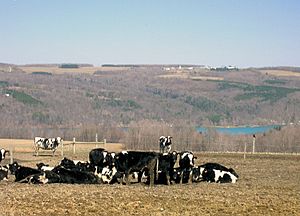 Skaneateles cows.west side.800R