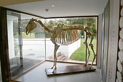 Skeleton of Arkle the horse at the Irish National Stud.jpg