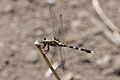Skimmer (Orthetrum stemmale) female
