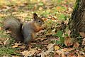 Squirrel in Seurasaari autumn