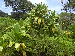 Starr-030729-0114-Cordyline fruticosa-habit-Hanawi stream-Maui (24270224759)