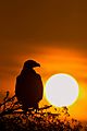 Steppe Eagle at sunrise