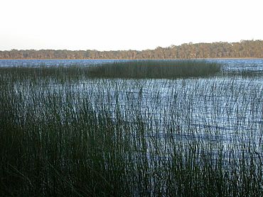 Sternopriscus weiri New South Wales Yuraygir NP Minnie Water Lake.JPG