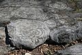 Stromatolites hoyt mcr1