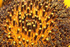 Sunflower macro wide