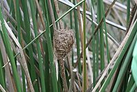 Tachuris rubigastra (nest)