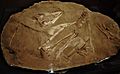 Tarbosaurus specimen MPC-D 100 7