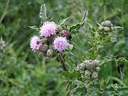 Thistle with cuckoo spit