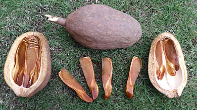 Toona calantas (Philippine mahogany) seeds - 7