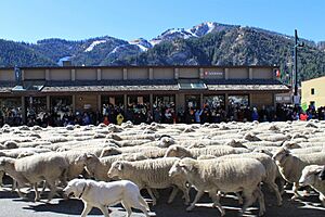 Trailing of the Sheep Parade 2018