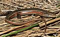 Tussock Skink (Pseudemoia pagenstecheri) (9038861799)