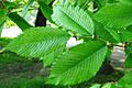 Ulmus thomasii (meisse) leaves 2