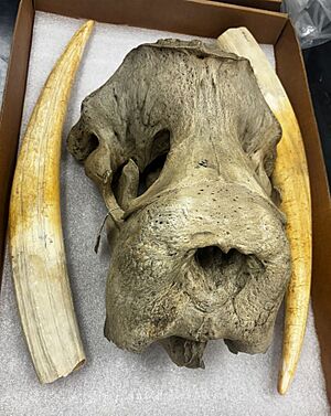 WALRUS TUSK - FINAL