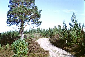 Wade Road, south of Inverness (1983)