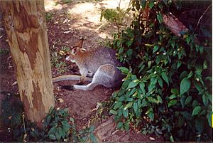 Wallaby-at-Gondwana