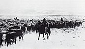 Winter herding in the American West