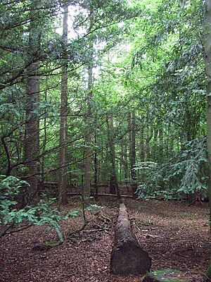 Woodland, Brandon Country Park - geograph.org.uk - 5519391