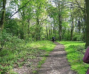 Woodland Path, Hainault Forest Country Park - geograph.org.uk - 798643