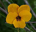 Yellowpansy