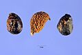 Zanthoxylum americanum - USDA
