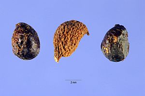 Zanthoxylum americanum - USDA