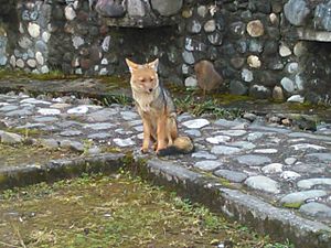 Zorro (Reserva Ecológica El Ángel)