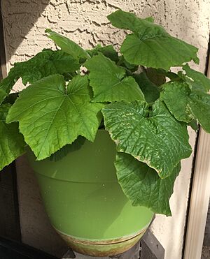 Zucchini Plant