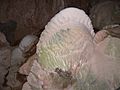 'Crayback' stromatolite - Nettle Cave, Jenolan Caves, NSW, Australia 