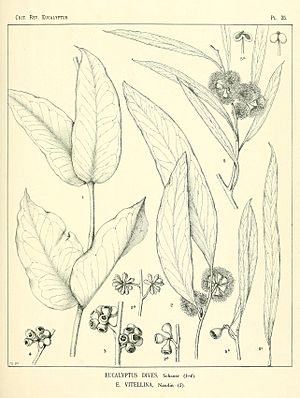 A critical revision of the genus Eucalyptus (Pl. 35) (7374872840)