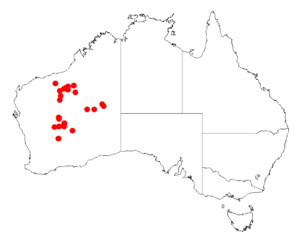 "Acacia balsamea" occurrence data from Australasian Virtual Herbarium