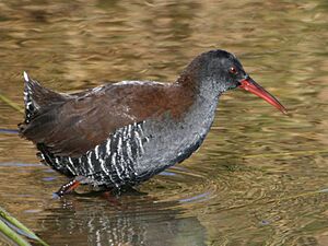 African Rail (Rallus caerulescens).jpg