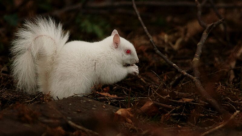 Albino Grey Squirrel (25421305328)