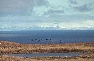 Aleutian Cackling Geese in Flight Over Amchitka Island