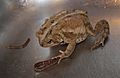 American Toad 8638