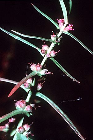 Ammannia coccinea NRCS-1.jpg