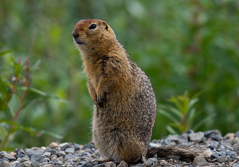 An Arctic ground squirrel (f2cd0be5-96eb-4691-8ebb-64b8dc37986a)