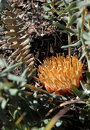 Banksia aurantia.jpg