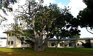 Baobab at Hawaii State Department of Agriculture