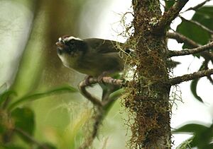 Black-cheeked warbler Facts for Kids