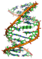 Benzopyrene DNA adduct 1JDG