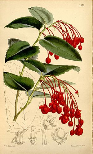 Berberidopsis corallina.jpg