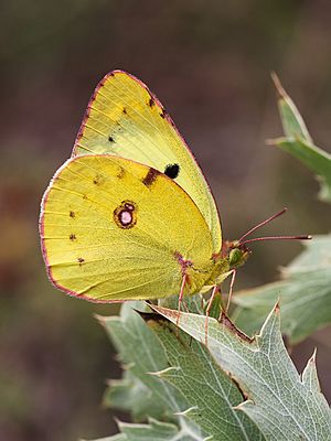 Berger's Clouded Yellow (28516174703).jpg