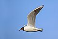 Black-headed gull (Chroicocephalus ridibundus) in flight