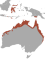 Black Flying Fox area
