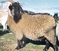 Black cashmere goat doe