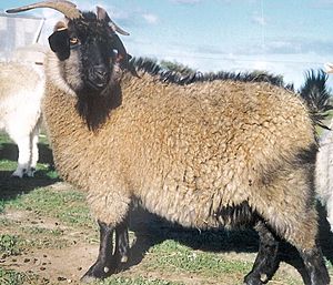 Black cashmere goat doe
