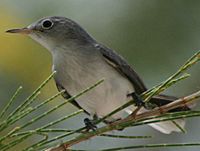 Blue-Gray Gnatcatcher