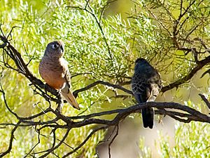Bourkes Parrot Bowrac QLD