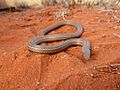 Burtons legless lizard on Angas Downs IPA, NT